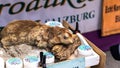 Beaver European like advertising in a perfume shop