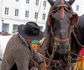 The cabby correcting the harness on his horse Royalty Free Stock Photo