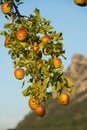 Salzburg, Heuberg, an apple tree in the sun with red orange apples