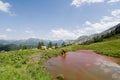 Salzburger Land, Herd of cattle grazing in a field Royalty Free Stock Photo