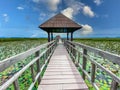 Sam Roi Yot Freshwater Marsh, Walk over the marsh, Bueng Bua Wood Boardwalk in Sam Roi Yot national park in Prachuap