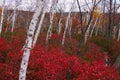 Sam's Point, Ulster County Royalty Free Stock Photo