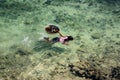 Sama-Bajaus child swims and hunt sea urchin in crystal clear ocean