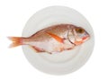 Sama fish Royalty Free Stock Photo
