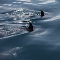 Samana Bay Dolphin