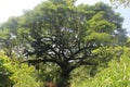 Samanea saman, Large tree in Sri Lanka