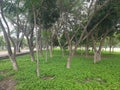 Samanea saman trees growing around the Kopelma Darussalam monument field, Banda AcehÃ¯Â¿Â¼