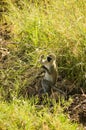 Samango (blue monkey) -3 Royalty Free Stock Photo