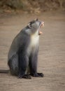 A Samango Monkey baring its huge canine teeth