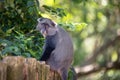 Samango monkey portrayed during a safari in the Hluhluwe - imfolozi National Park in South africa Royalty Free Stock Photo