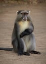 A Samango Monkey scratching itself as it sits in a carpark in a South African game reserve Royalty Free Stock Photo