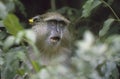 Samango Monkey, South Africa