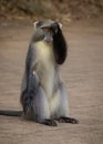 A Samango Monkey rubbing its eye in a carpark in a game reserve in South Africa.