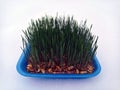 Samani on the abdomen . Novruz holiday, Traditional fresh green grass samani - symbol of spring and Novruz