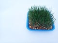 Samani on the abdomen . Novruz holiday, Traditional fresh green grass samani - symbol of spring and Novruz