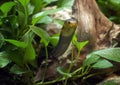 Samar cobra in the Dallas City Zoo in Texas. Royalty Free Stock Photo