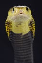 Samar spitting cobra (Naja samarensis) Royalty Free Stock Photo