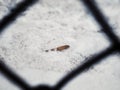 Samara seed lying on thick snow layer on the ground framed by diamond wire fence piece