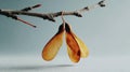 Samara seeds from a maple tree dangling from a branch, minimalist studio setting representing nature's cycle, growth, and Royalty Free Stock Photo