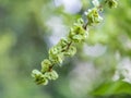 Samaras, winged fruits containing seeds of a European Field Elm tree, Ulmus minor. The elm blooms on a tall, deciduous tree that Royalty Free Stock Photo