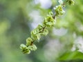 Samaras, winged fruits containing seeds of a European Field Elm tree, Ulmus minor. The elm blooms on a tall, deciduous tree that