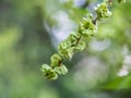 Samaras, winged fruits containing seeds of a European Field Elm tree, Ulmus minor. The elm blooms on a tall, deciduous tree that Royalty Free Stock Photo