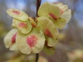 Samaras (winged fruits containing seeds) of a European Field Elm tree (Ulmus minor) Royalty Free Stock Photo