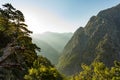 Samaria gorge forest in mountains pine fir trees green landscape background