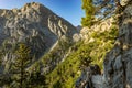 Samaria gorge forest in mountains pine fir trees green landscape background