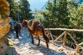 Horses led by a guide, are used to transport tired tourists in Samaria Gorge in central Cret