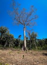 Samauma tree in the Brazilian Amazon Royalty Free Stock Photo