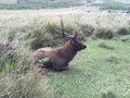 Samba deer sleeping in Horton Plains in Sri Lanka