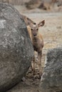 The sambar baby (Rusa unicolor)