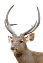 Sambar deer Royalty Free Stock Photo