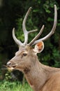 Sambar deer