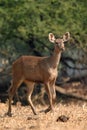 Sambar deer