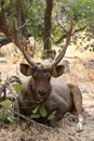 Sambar deer