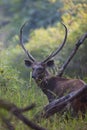 Sambar Deer