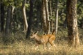 Sambar Deer Calf Walking through the Woods Royalty Free Stock Photo