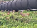 Sambar deer cute view behind the grass