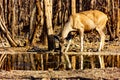 Sambar Deer drinking at waterhole, Gir National Park, Gujarat, India