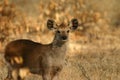 Sambar deer fawn