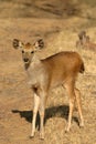 Sambar deer fawn