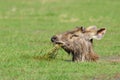 Sambar Deer foraging Royalty Free Stock Photo