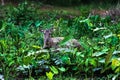 Sambar deer in forest at Khao Yai national park at Khao Yai National Park