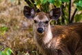 Sambar Deer headshot