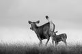 Sambar Deer and Her Adorable Cub