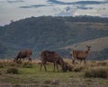 Spectacular Herd of Sambar Deer in Horton Plains National Park, Sri Lanka