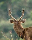 Sambar Deer at Horton Plains, Sri Lanka