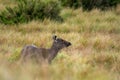 Sambar Deer at Horton Plains, Sri Lanka Royalty Free Stock Photo